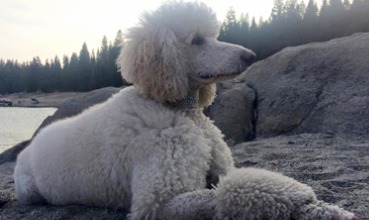 Poodle Outdoors