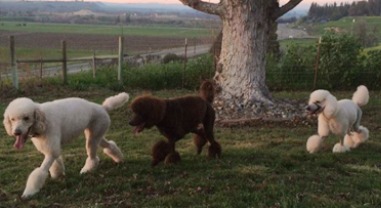 Happy Poodles Happy Poodles